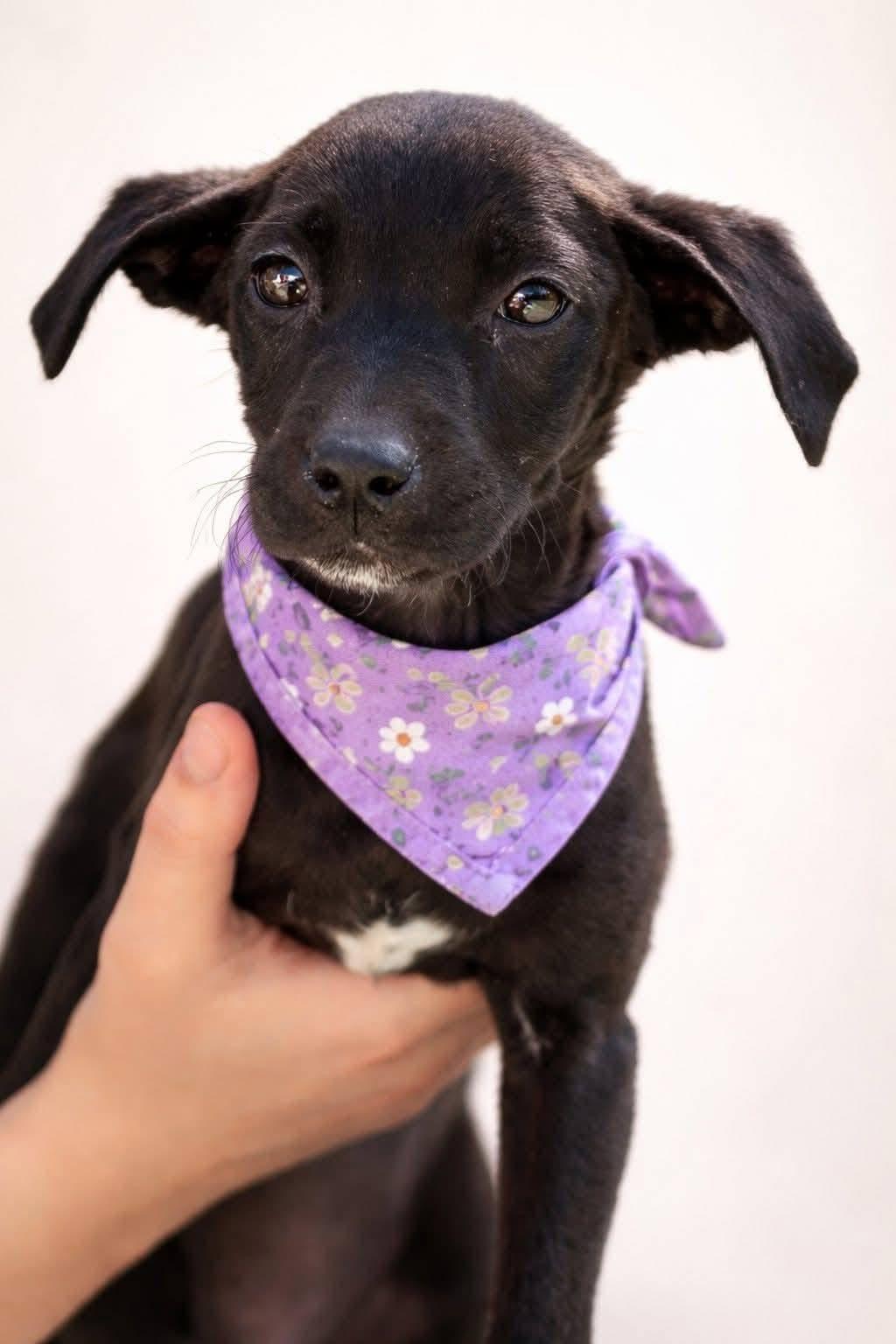 Lilac, ADOPTABLE, Puppy Female Labrador Retriever & Chihuahua.