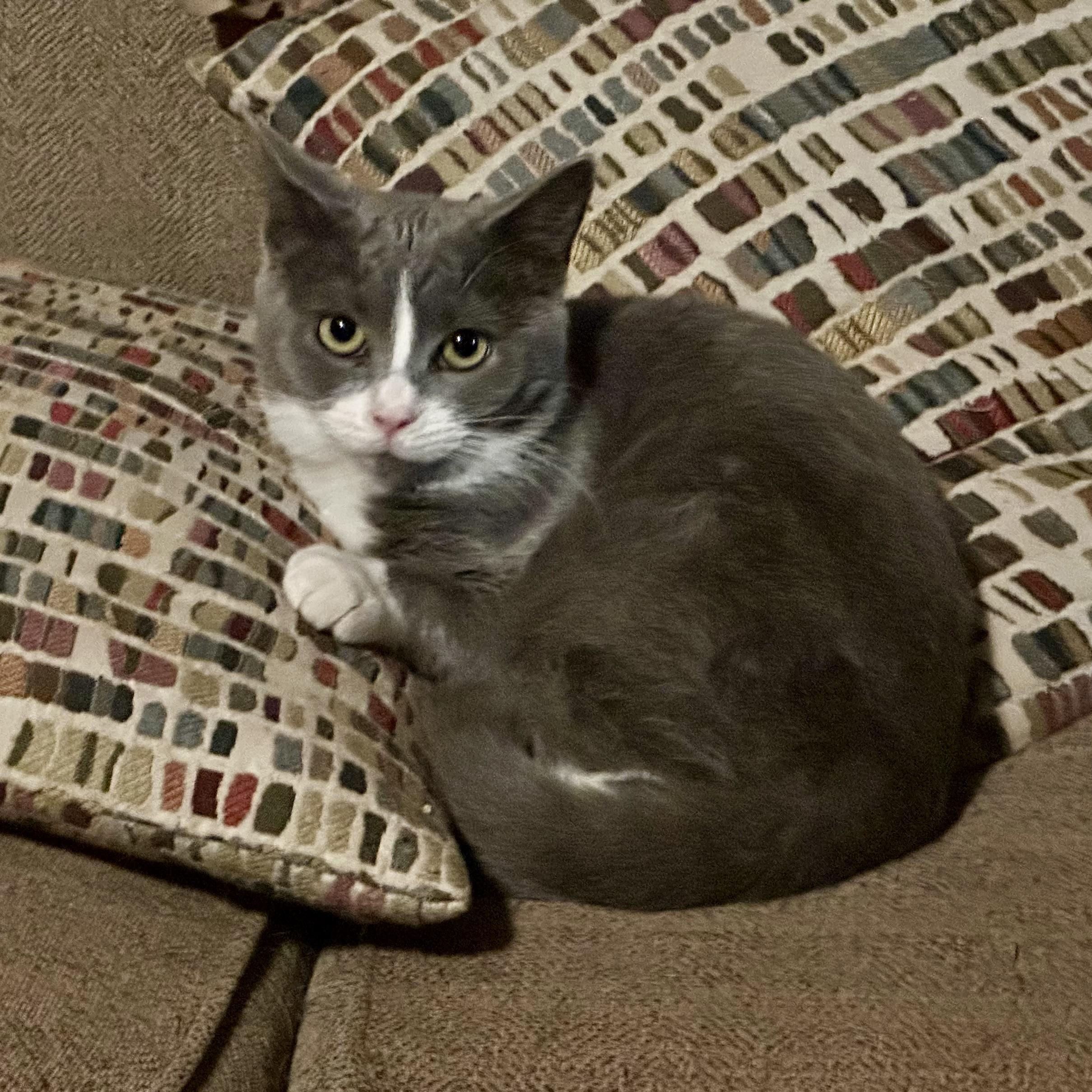 Enlarge Beverly and Betsy, a Adoptable Domestic Short Hair in Pittsboro, NC image 2/3