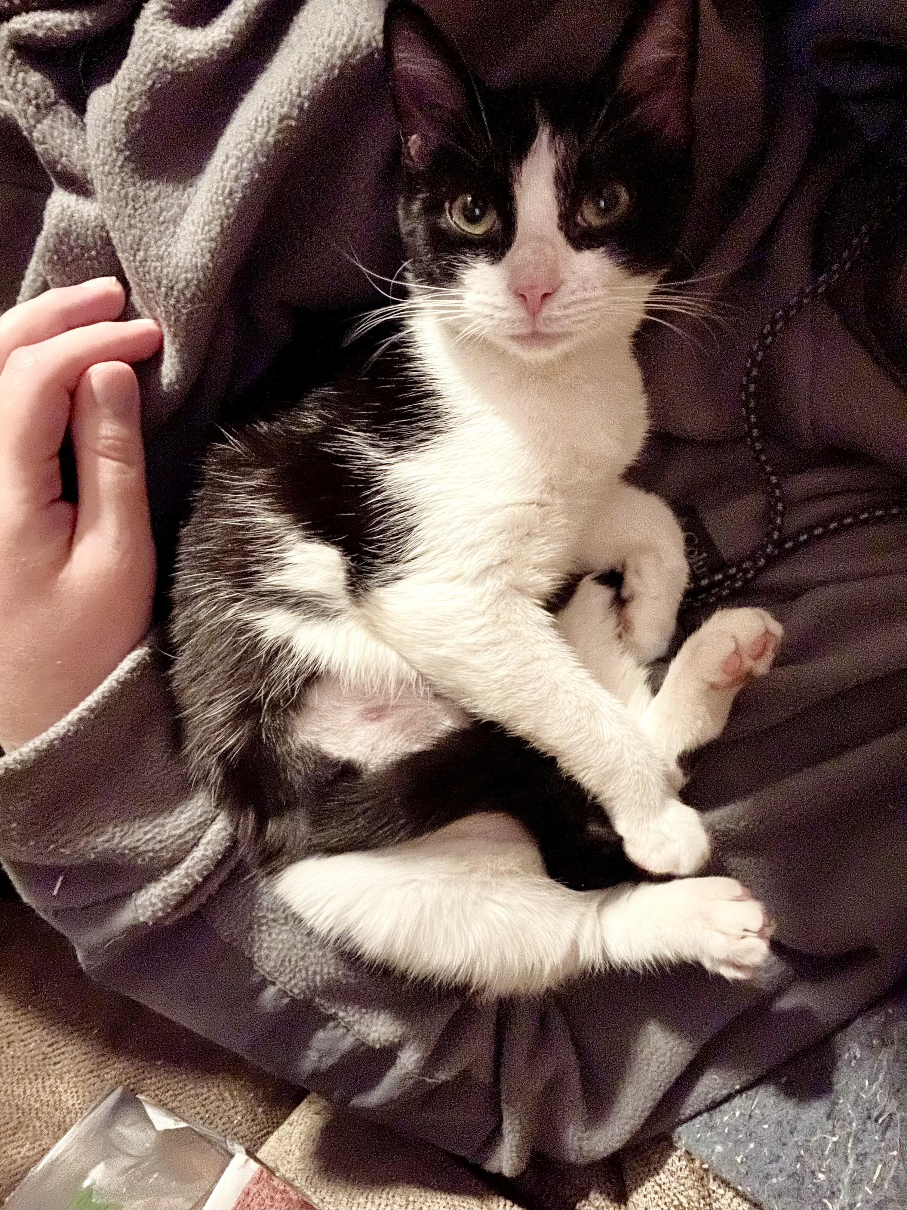 Enlarge Beverly and Betsy, a Adoptable Domestic Short Hair in Pittsboro, NC image 3/3