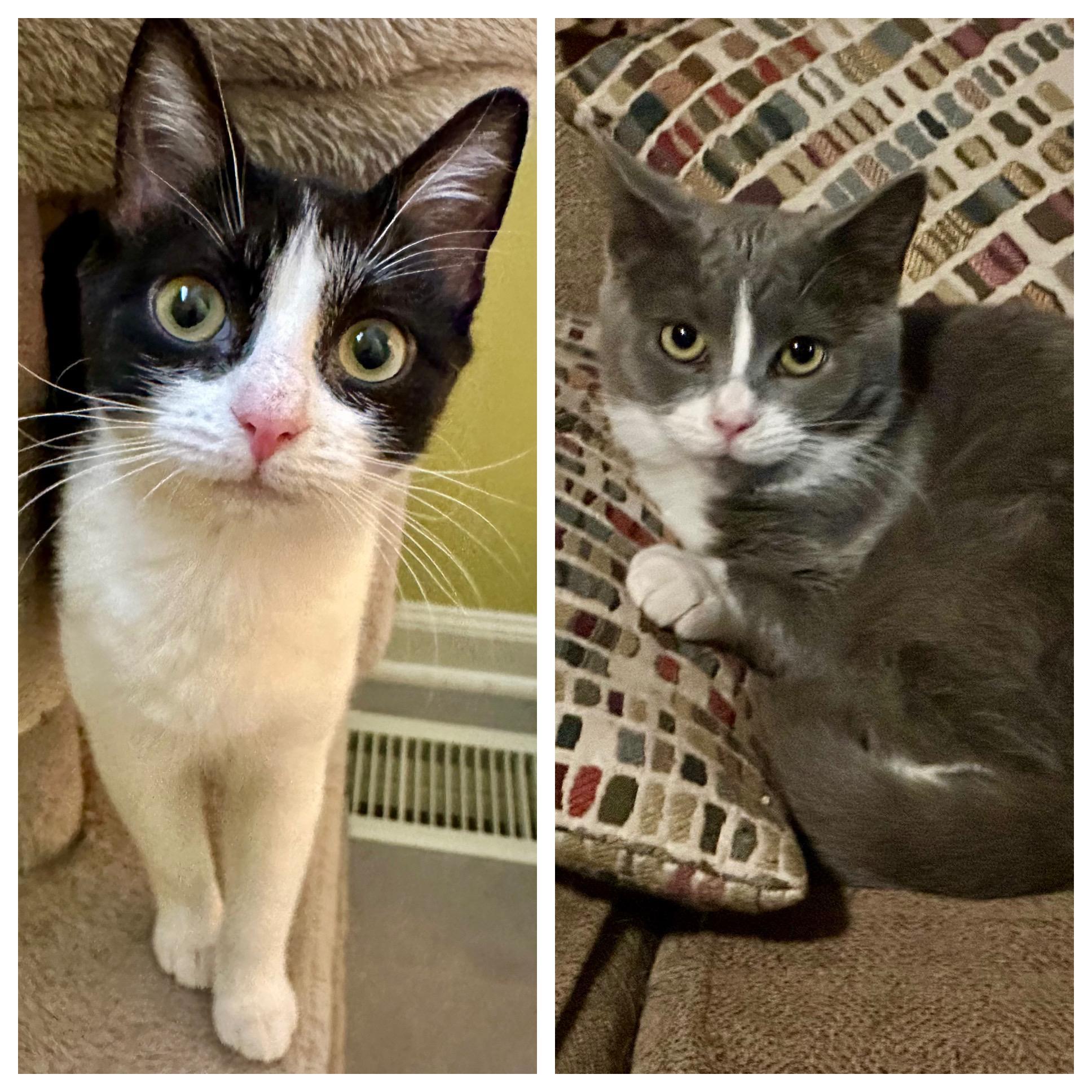 Beverly and Betsy, Adoptable, Adult Female Domestic Short Hair.