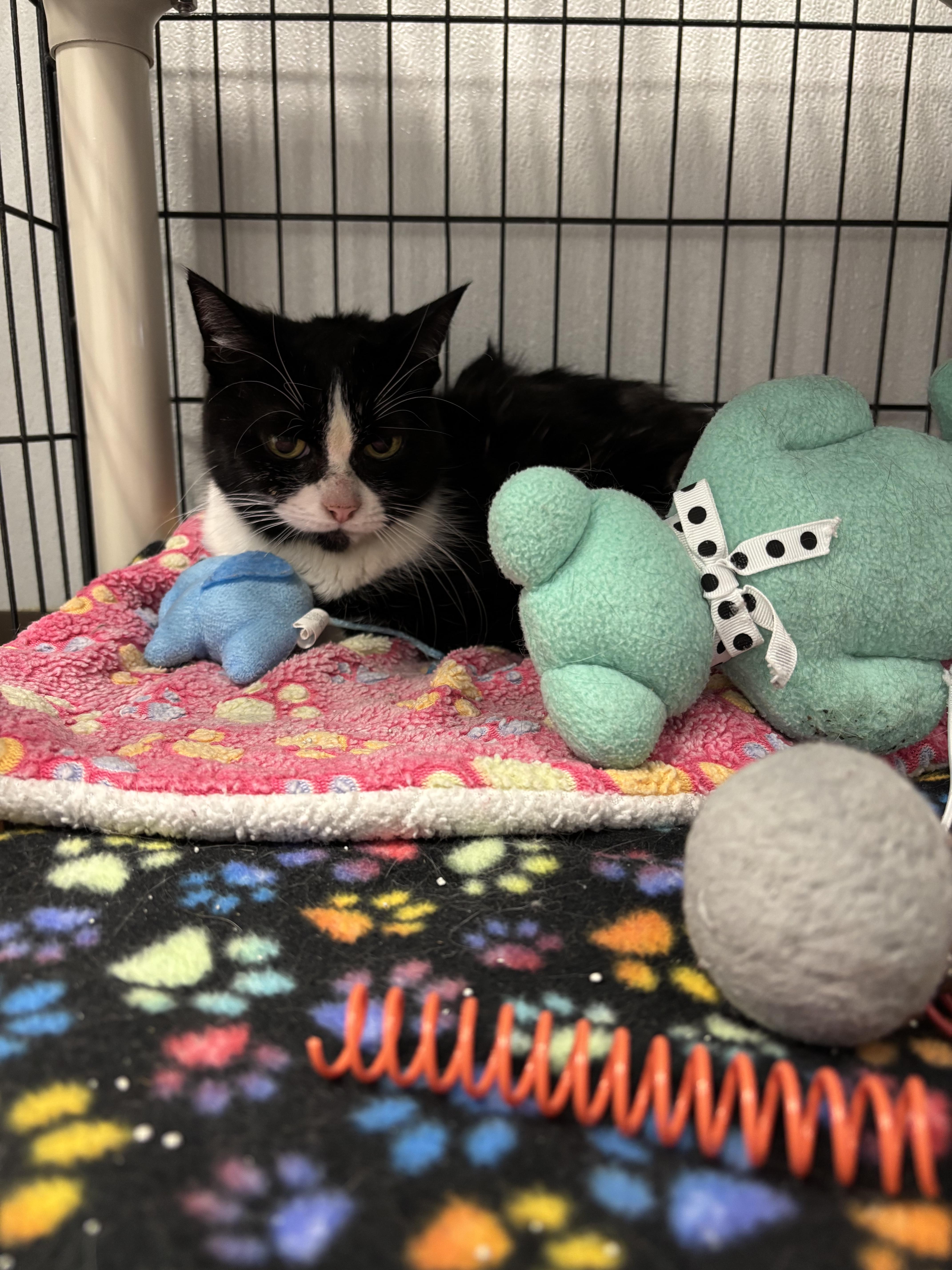 Binky, a ADOPTABLE Domestic Short Hair in Grosse Ile, MI image 2/2