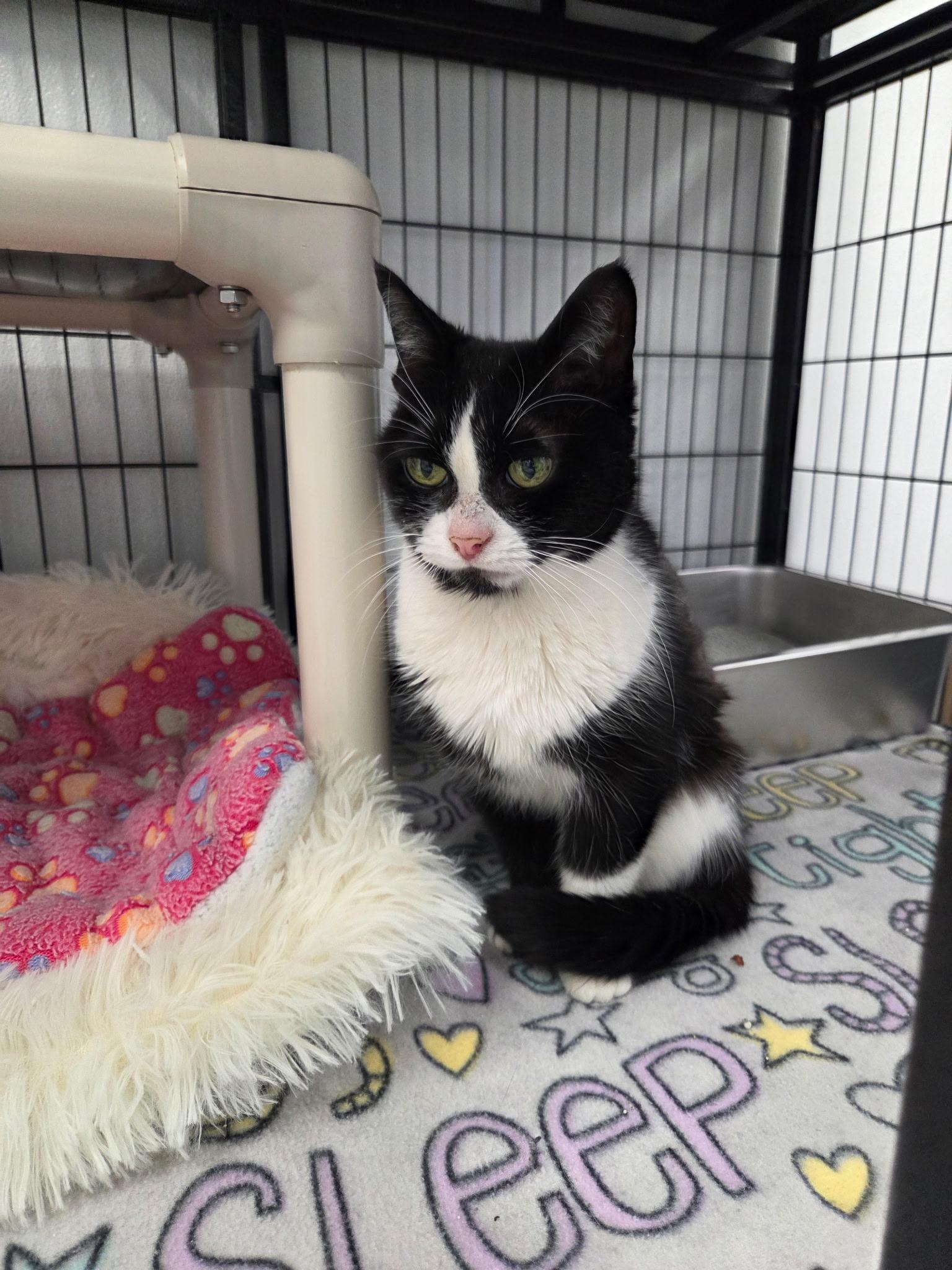 Binky, ADOPTABLE, Adult Female Domestic Short Hair.