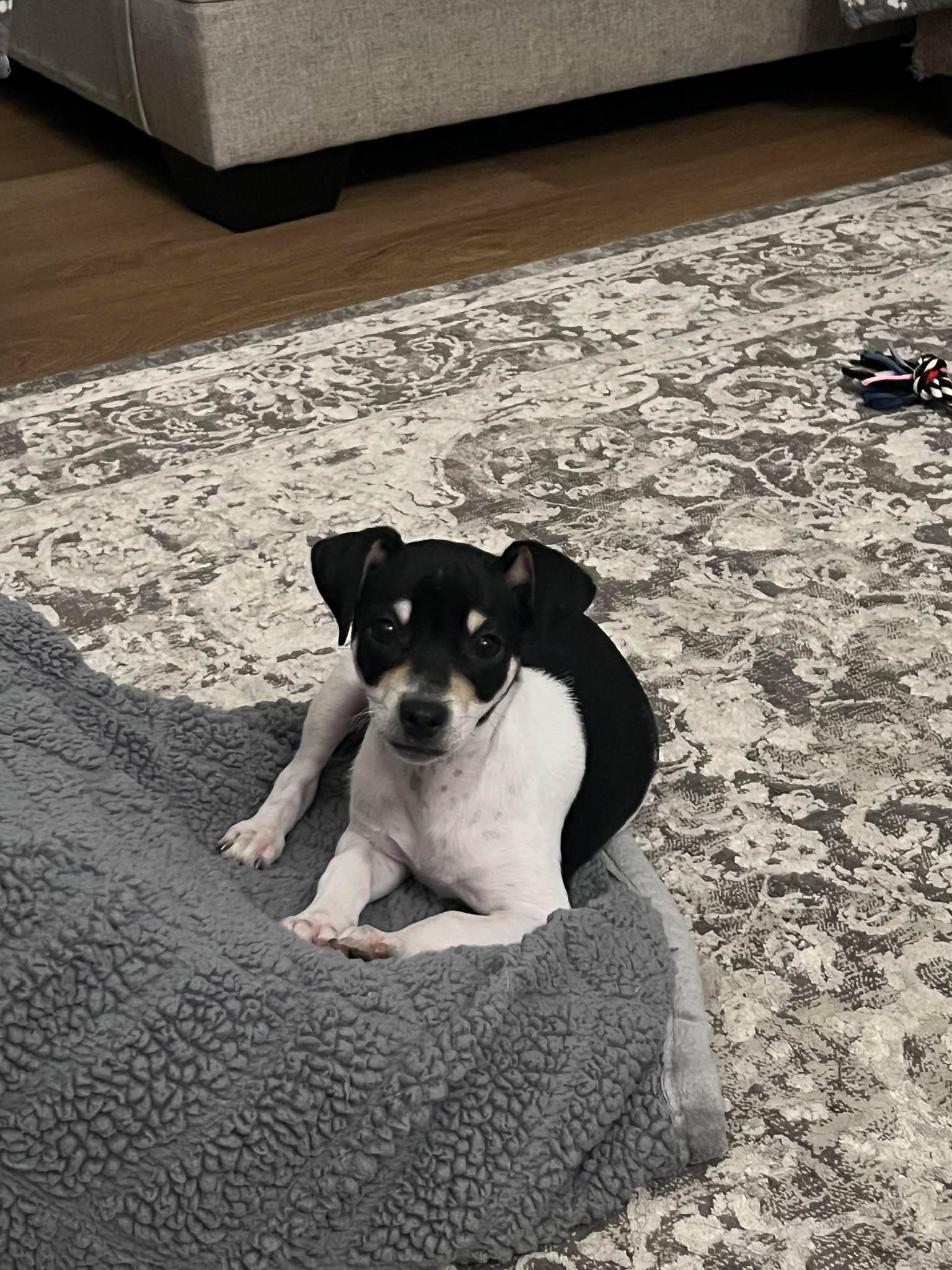 Enlarge Kowalski, a Adopted mixed breed in Phoenix, AZ image 4/5