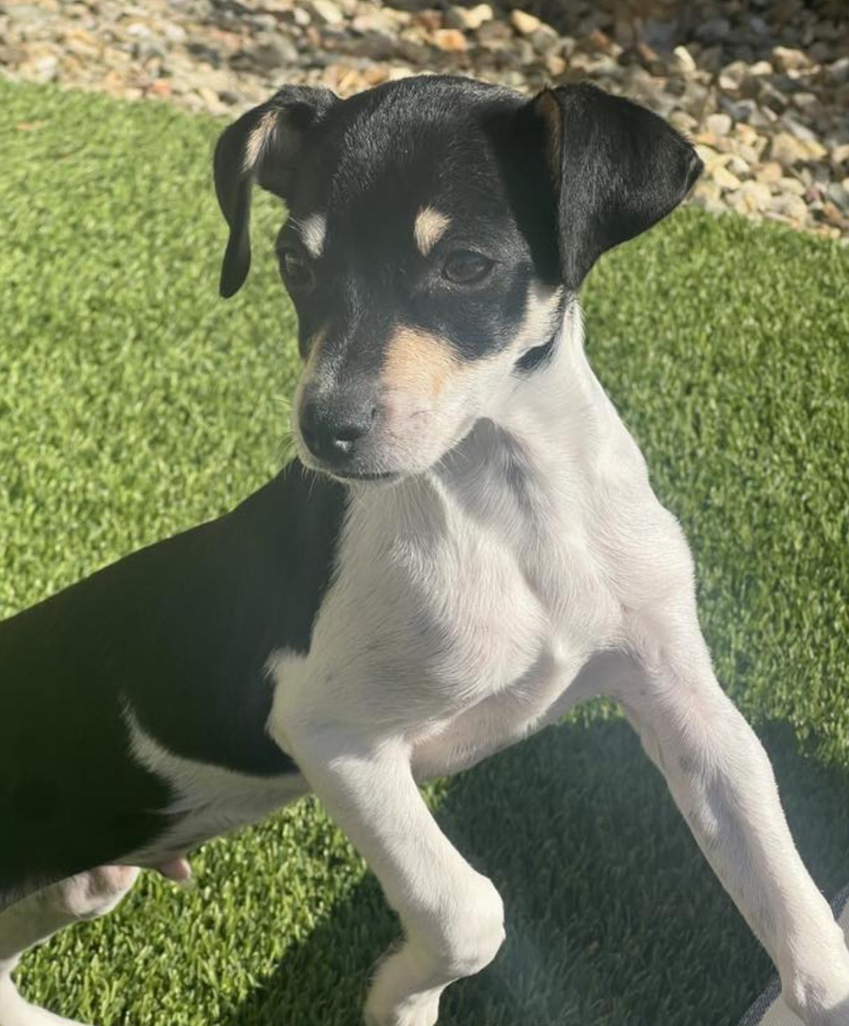 Enlarge Kowalski, a Adopted mixed breed in Phoenix, AZ image 3/5