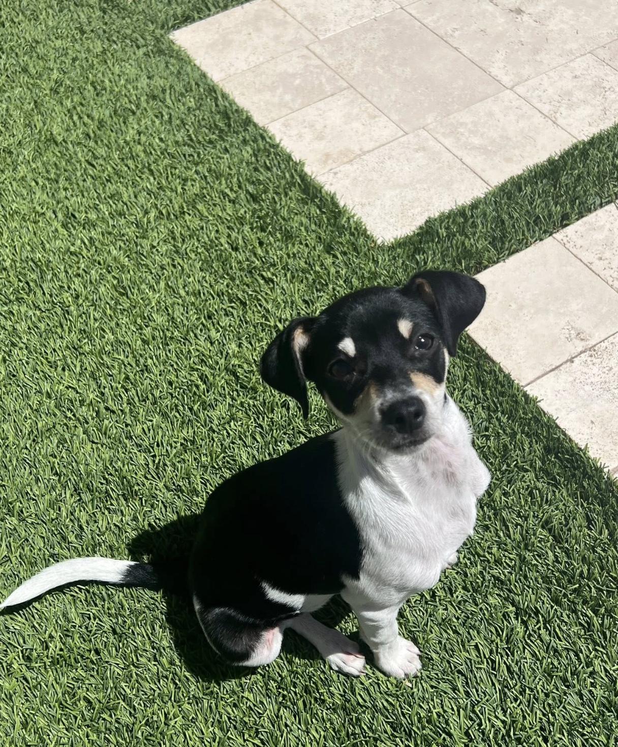 Kowalski, Adopted, Puppy Male Chihuahua.