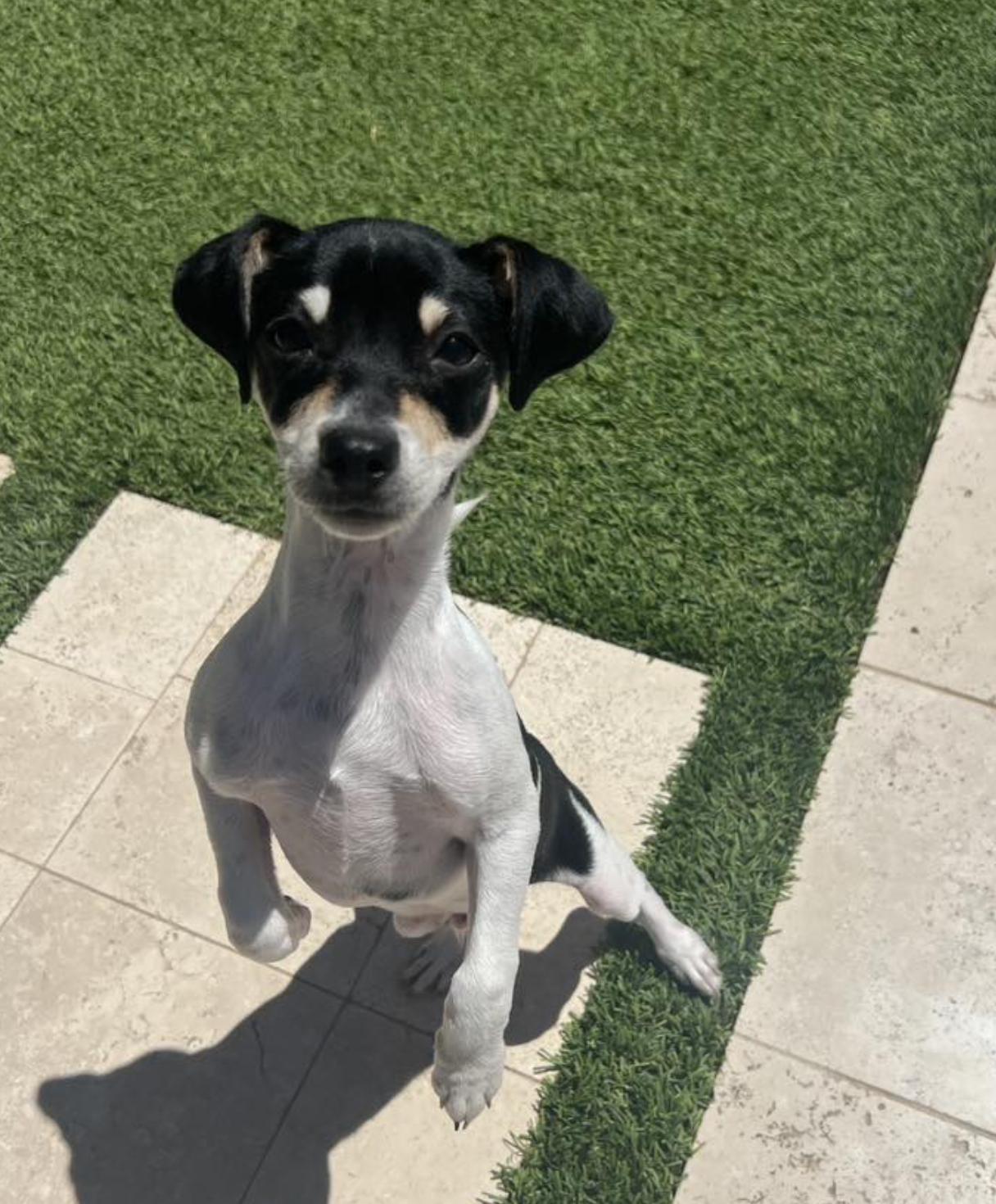 Enlarge Kowalski, a Adopted mixed breed in Phoenix, AZ image 5/5