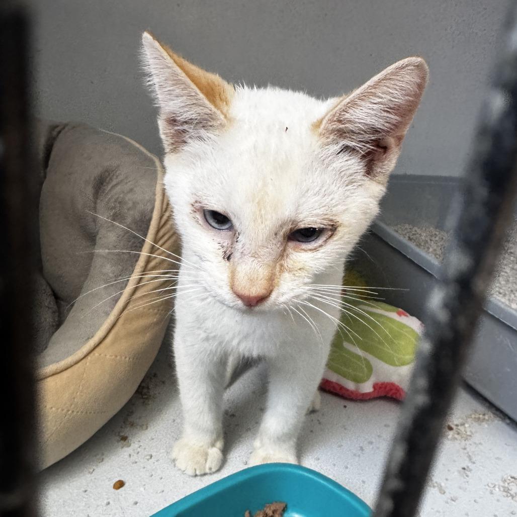 White Claw, Adoptable, Kitten Male Domestic Short Hair.
