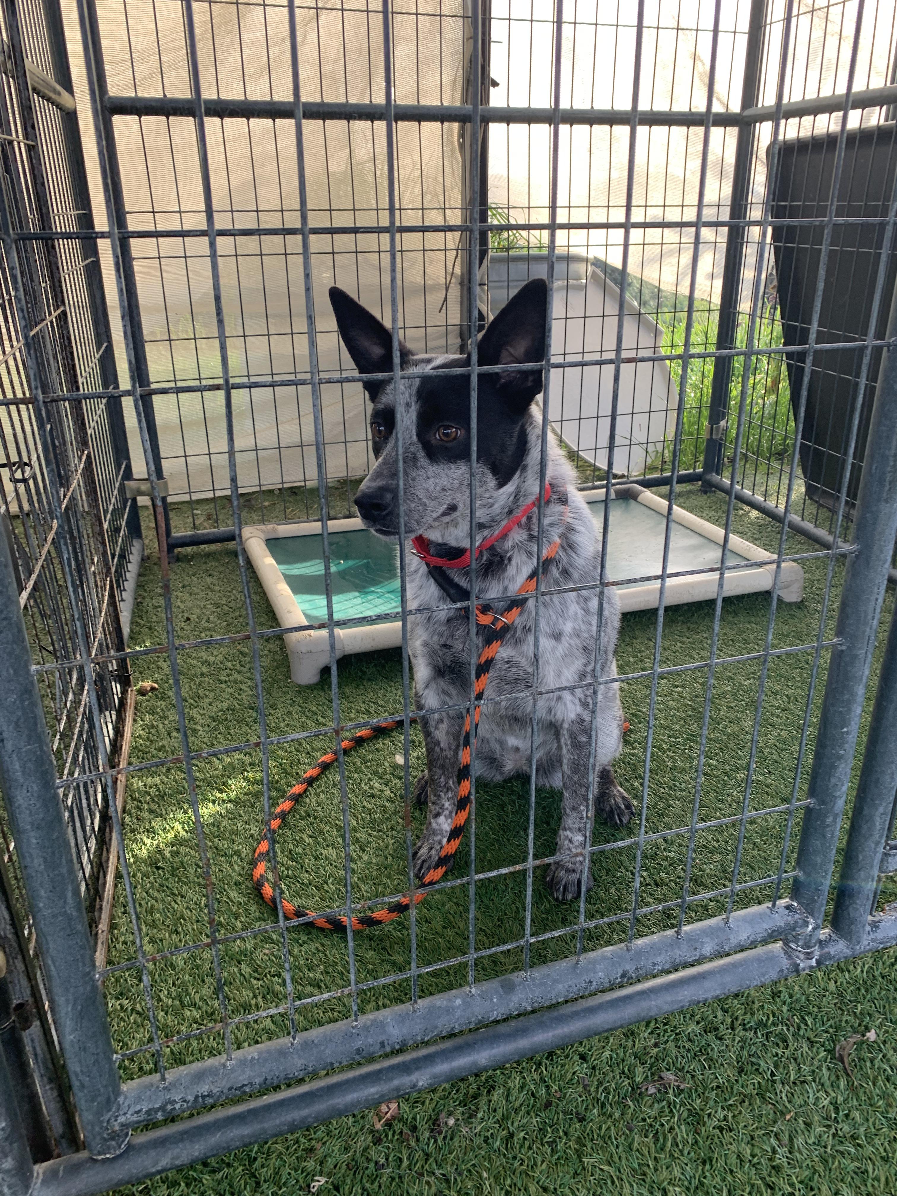 Asta, an adopted mixed breed in Grass Valley, CA image 6/6