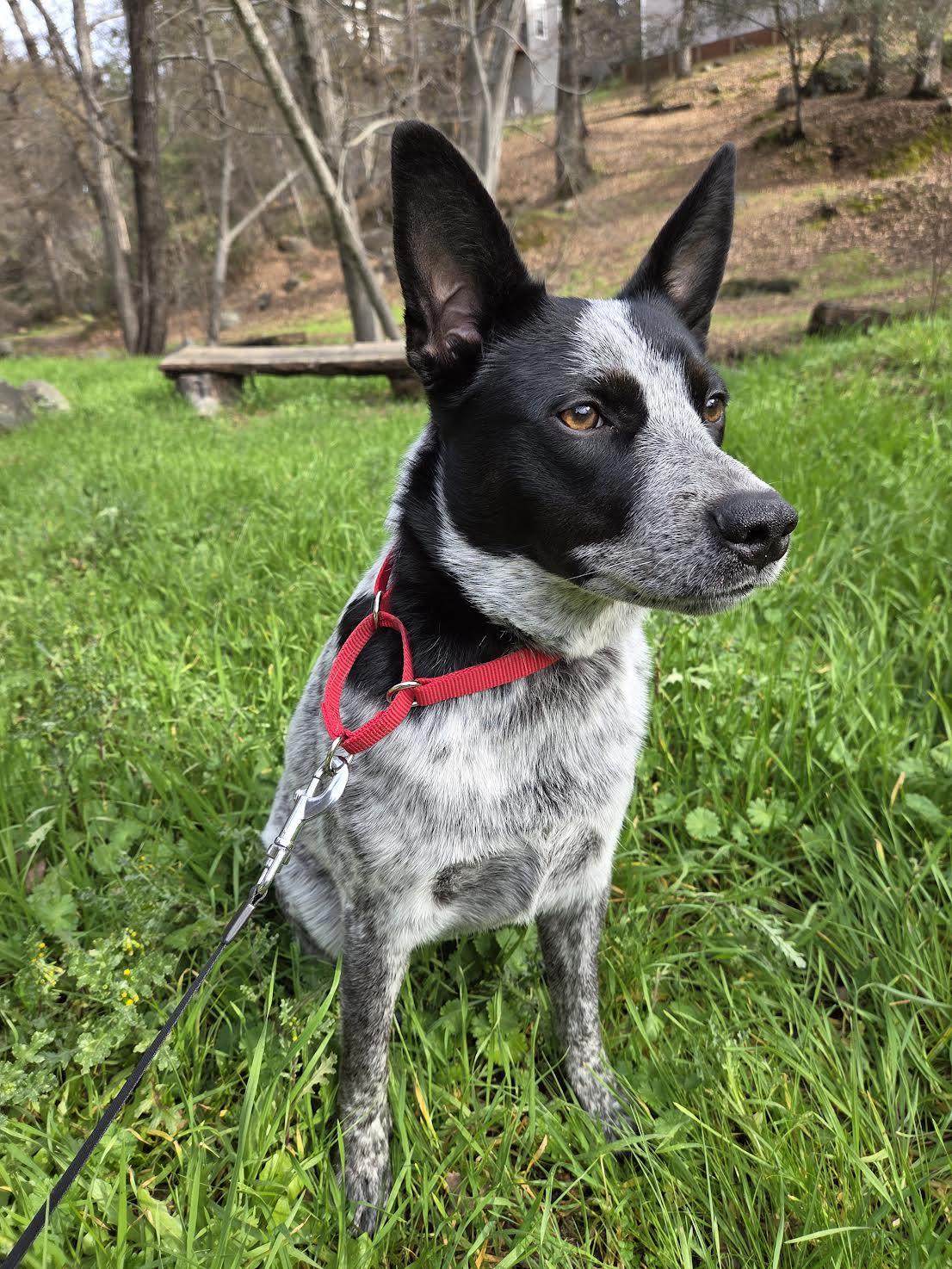 Asta, an adopted mixed breed in Grass Valley, CA image 3/6