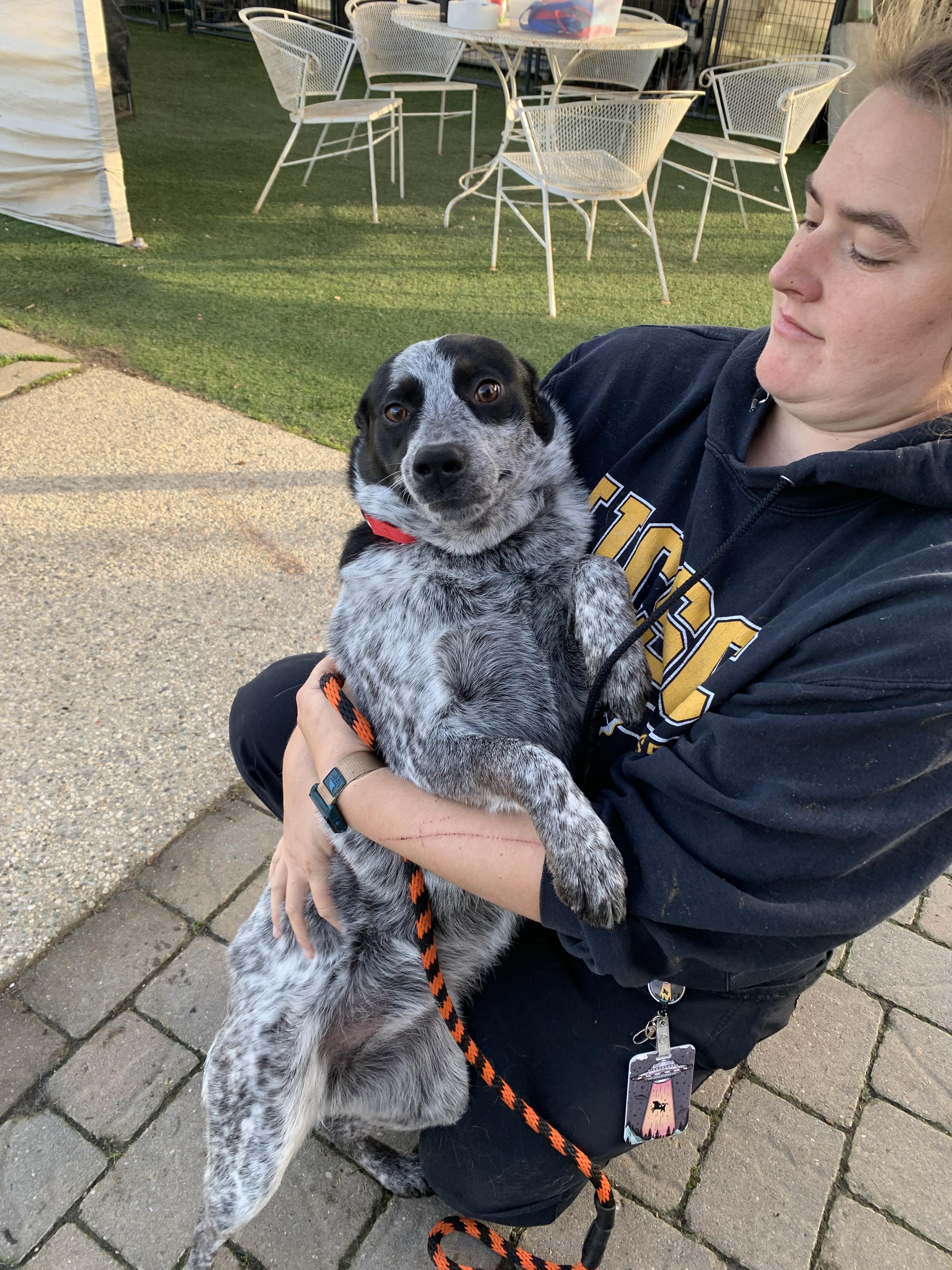 Asta, an adopted mixed breed in Grass Valley, CA image 4/6