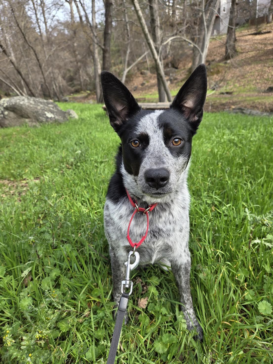 Asta, an adopted mixed breed in Grass Valley, CA image 1/6
