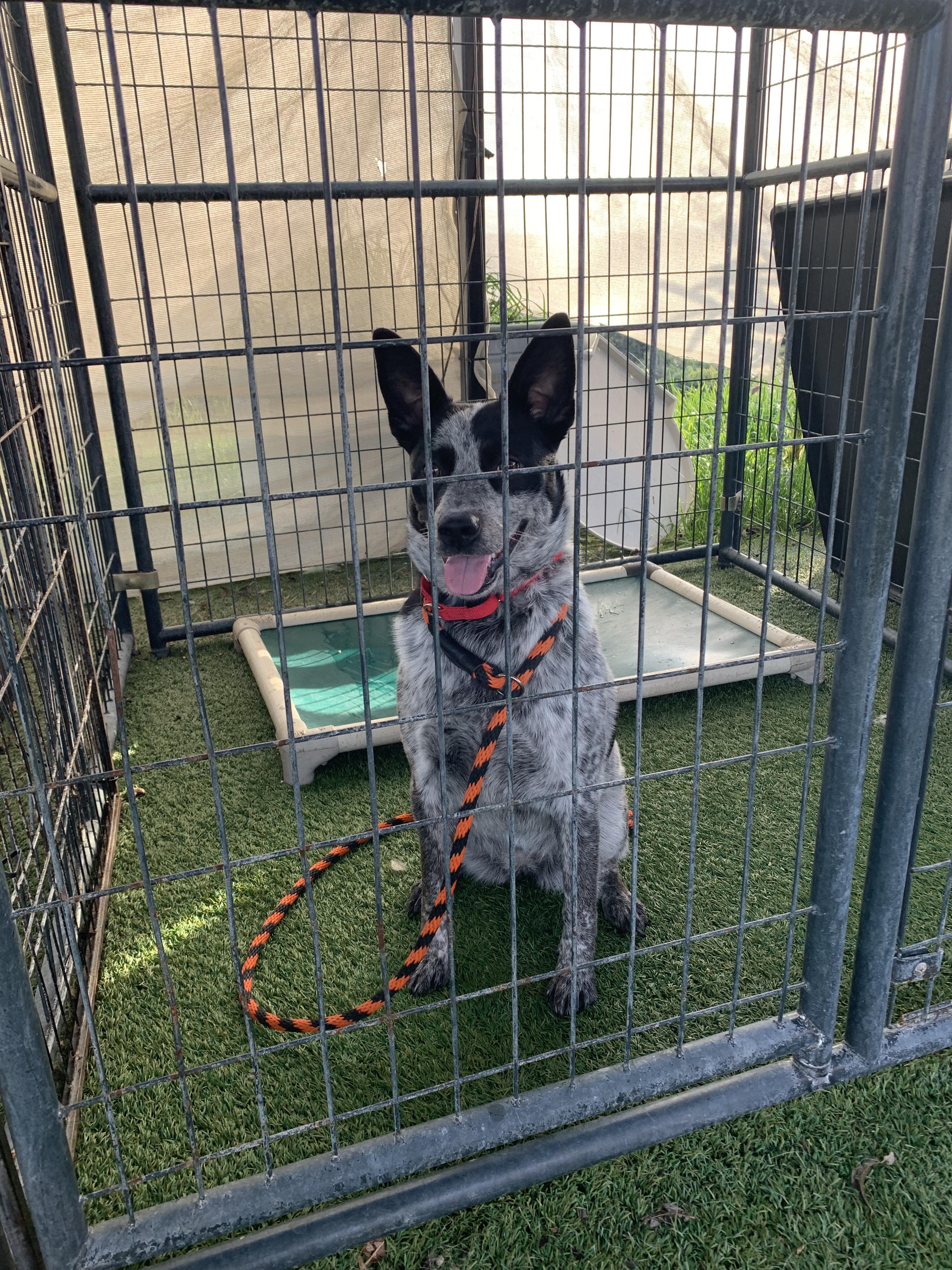 Asta, an adopted mixed breed in Grass Valley, CA image 2/6