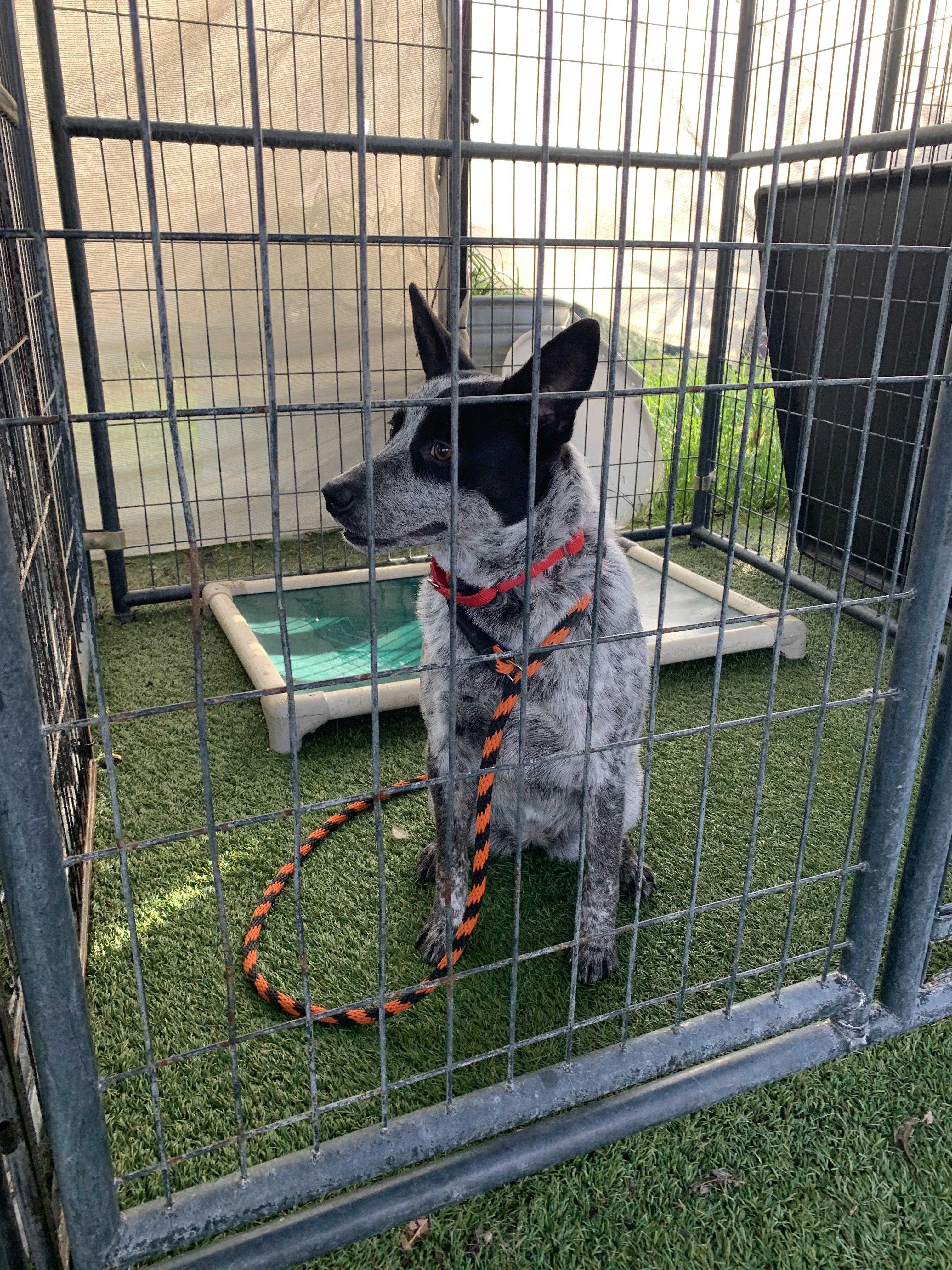 Asta, an adopted mixed breed in Grass Valley, CA image 5/6
