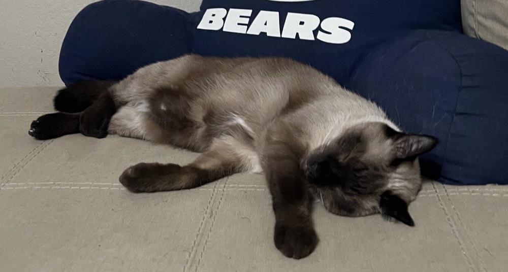 Peanut 4, Adoptable, Kitten Male Siamese.