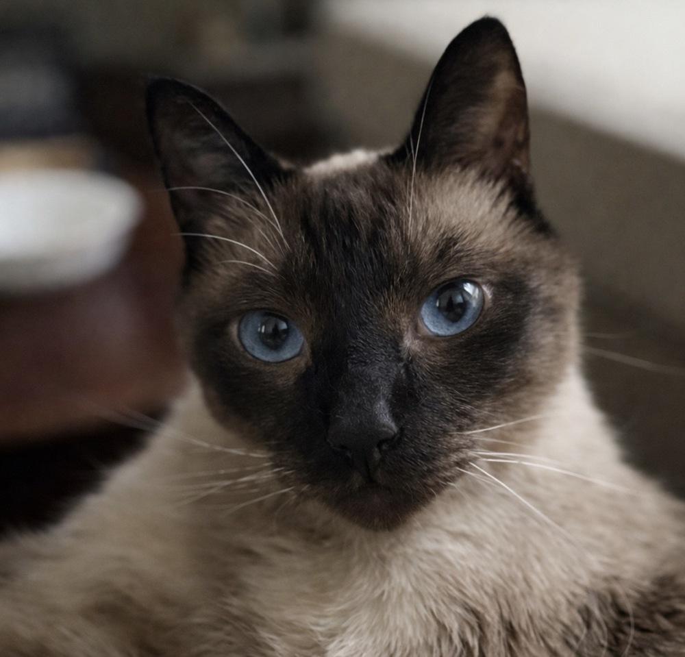 Enlarge Peanut 4, a Adoptable mixed breed in Austin, TX image 2/4