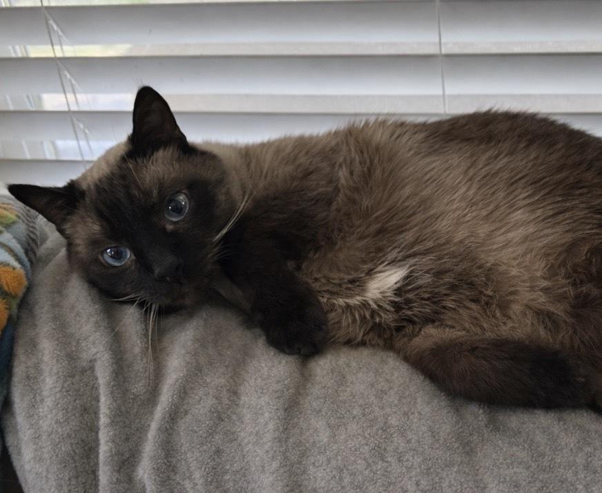 Enlarge Peanut 4, a Adoptable mixed breed in Austin, TX image 3/4