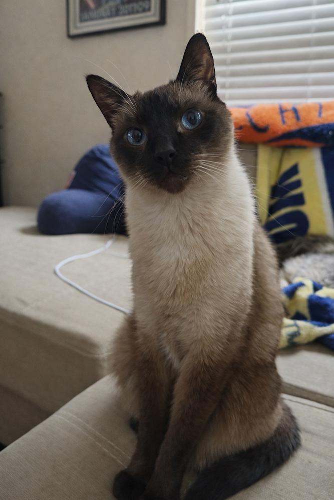 Enlarge Peanut 4, a Adoptable mixed breed in Austin, TX image 4/4