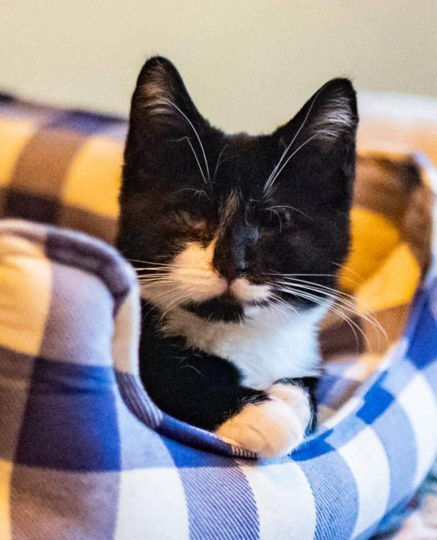 Teresa, Adoptable, Young Female Domestic Short Hair.