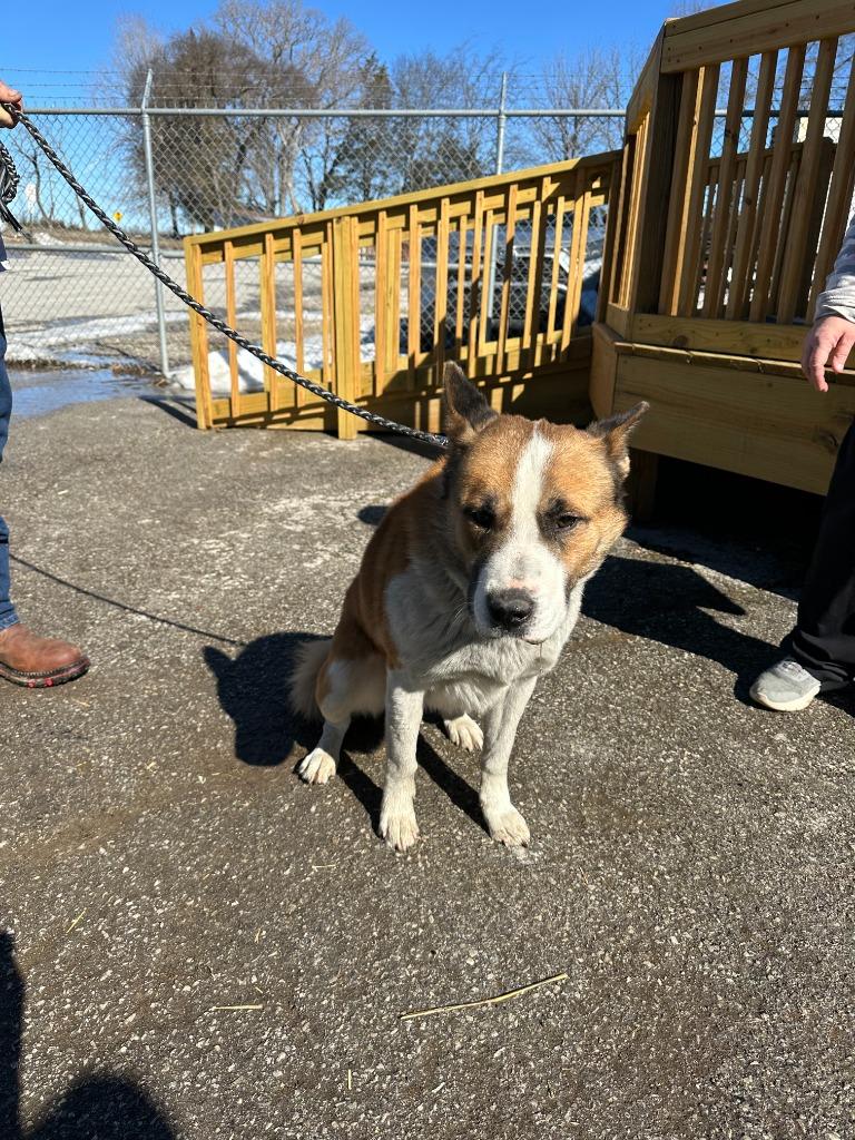 Barrell, Adoptable, Adult Male German Shepherd Dog & Siberian Husky.
