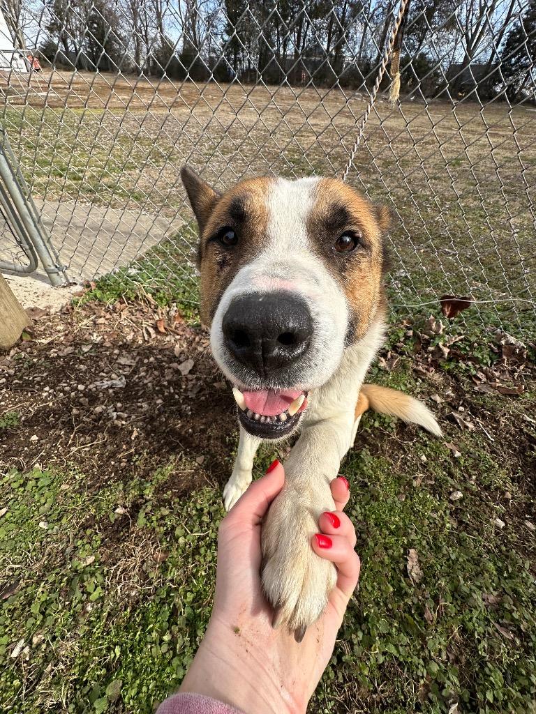 Barrell, a Adoptable mixed breed in Russellville, KY image 2/6