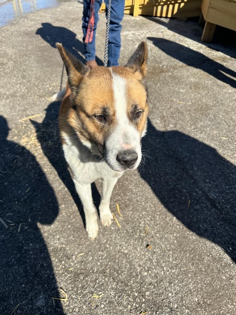 Barrell, a Adoptable mixed breed in Russellville, KY image 3/6