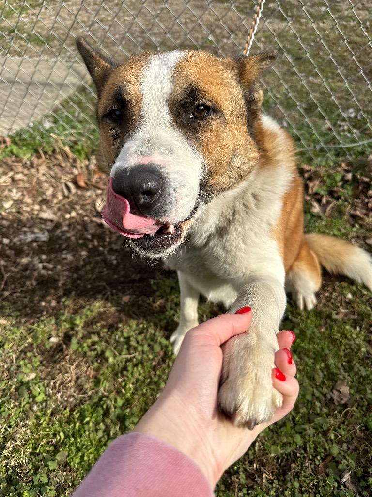 Barrell, a Adoptable mixed breed in Russellville, KY image 4/6