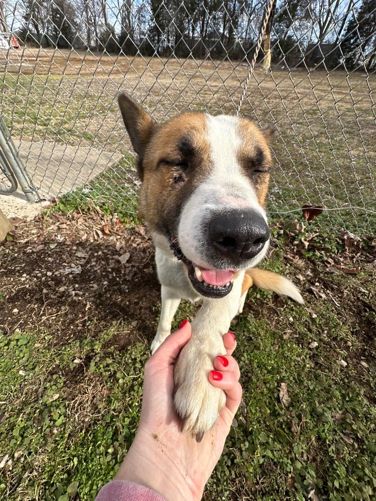 Barrell, a Adoptable mixed breed in Russellville, KY image 5/6
