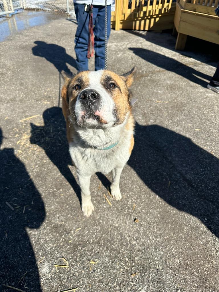 Barrell, a Adoptable mixed breed in Russellville, KY image 6/6