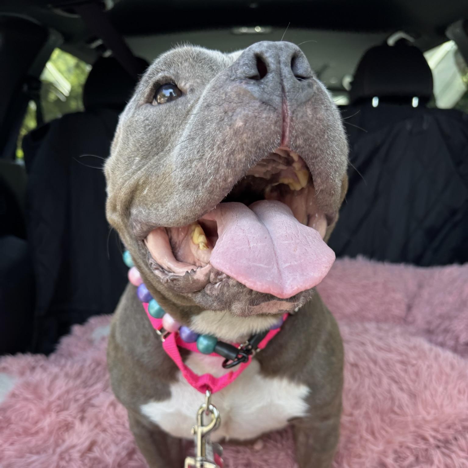 Bean, Adopted, Adult Female Pit Bull Terrier.