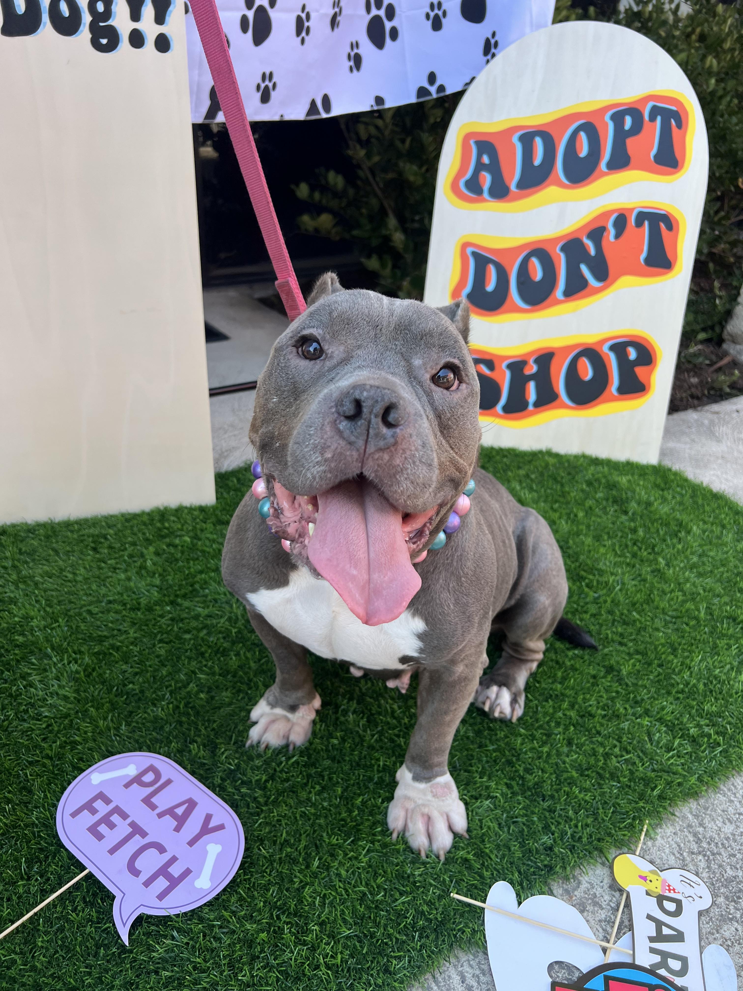 Enlarge Bean, a Adopted Pit Bull Terrier in Long Beach, CA image 2/6