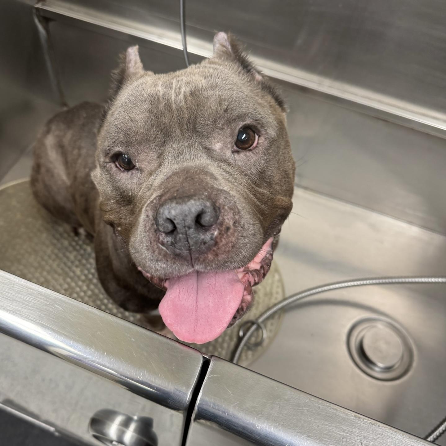 Enlarge Bean, a Adopted Pit Bull Terrier in Long Beach, CA image 3/6
