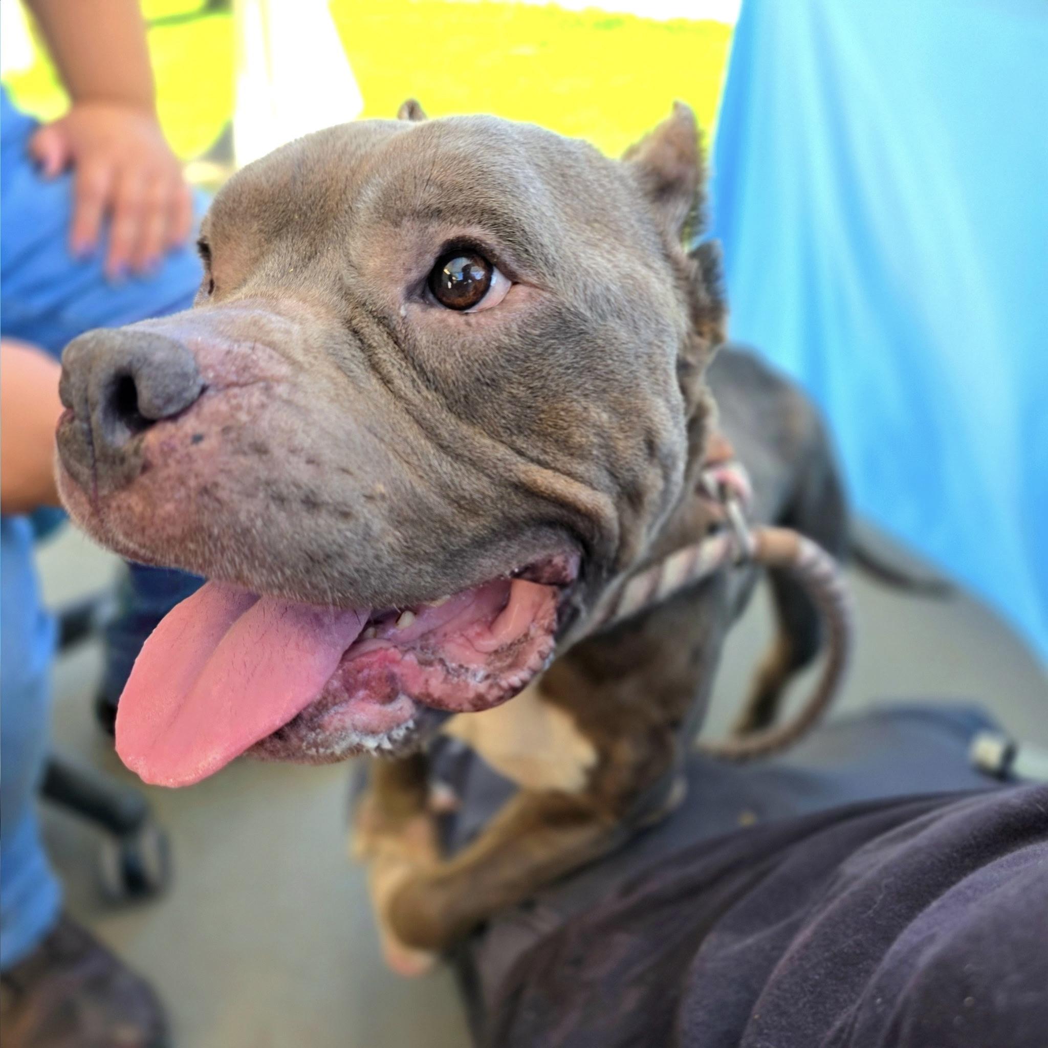 Enlarge Bean, a Adopted Pit Bull Terrier in Long Beach, CA image 4/6