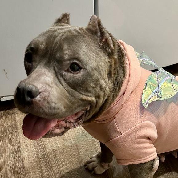 Enlarge Bean, a Adopted Pit Bull Terrier in Long Beach, CA image 6/6