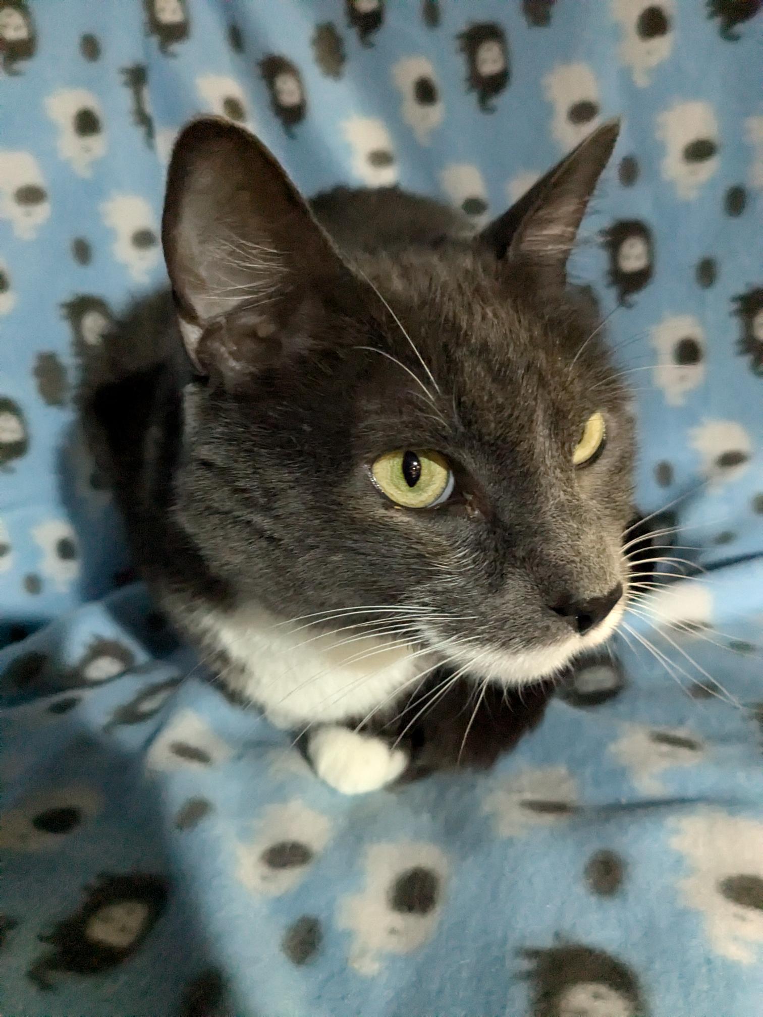 Stanley, Adopted, Adult Male Domestic Short Hair.