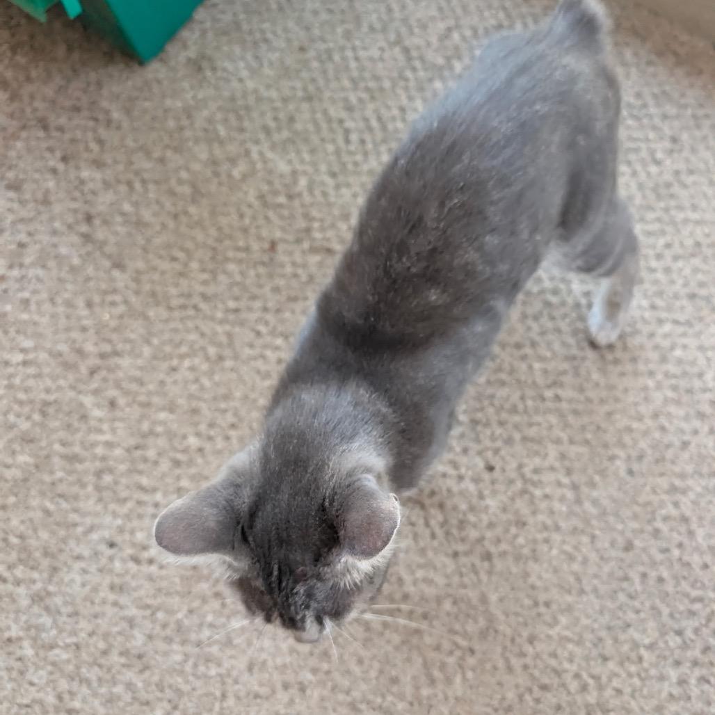 Enlarge Minnie, a Adoptable Domestic Short Hair in Marshall, TX image 1/2