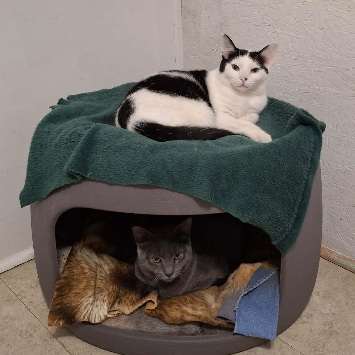 Enlarge Buzz, an adopted Domestic Short Hair in Vine Grove, KY image 5/6