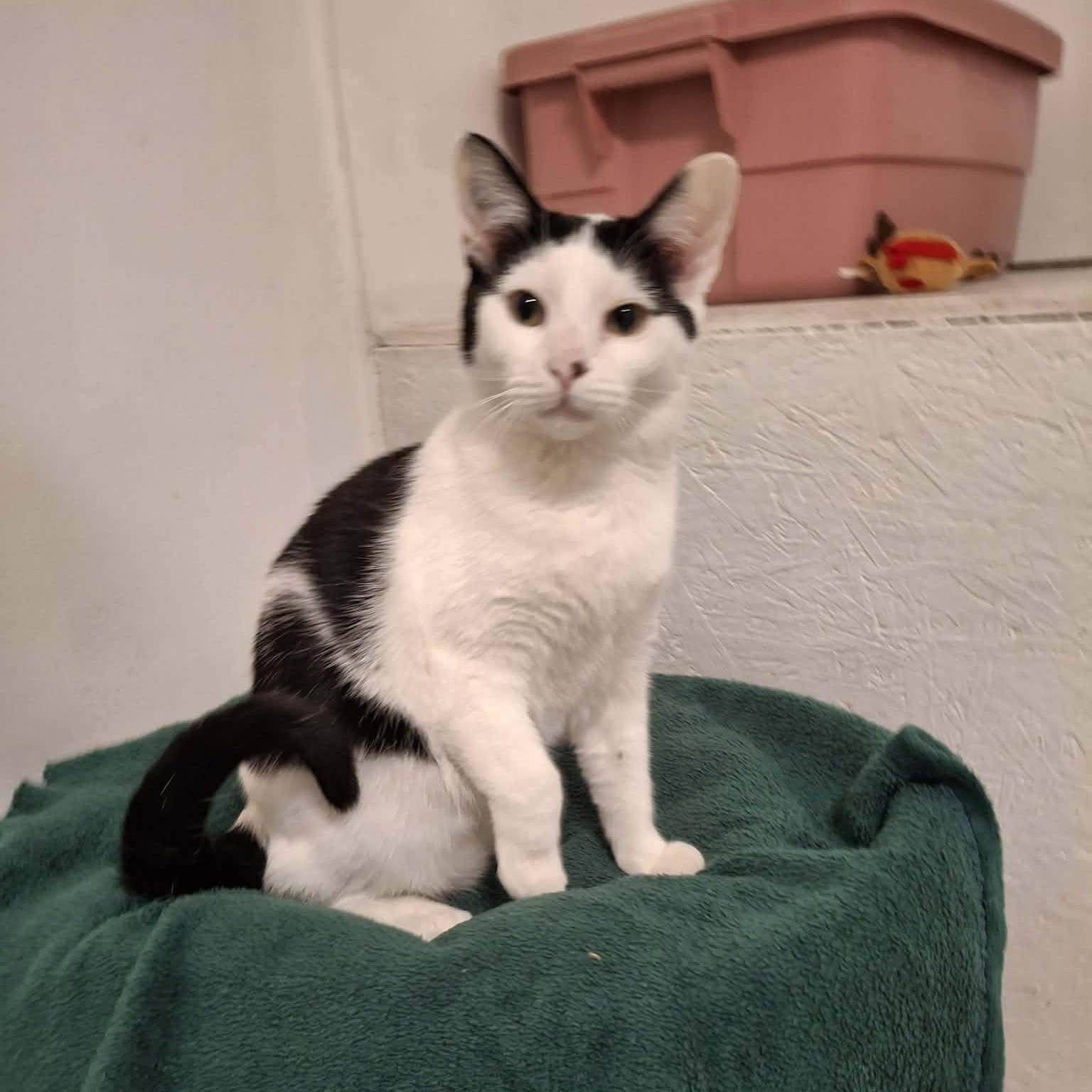 Enlarge Buzz, an adopted Domestic Short Hair in Vine Grove, KY image 4/6