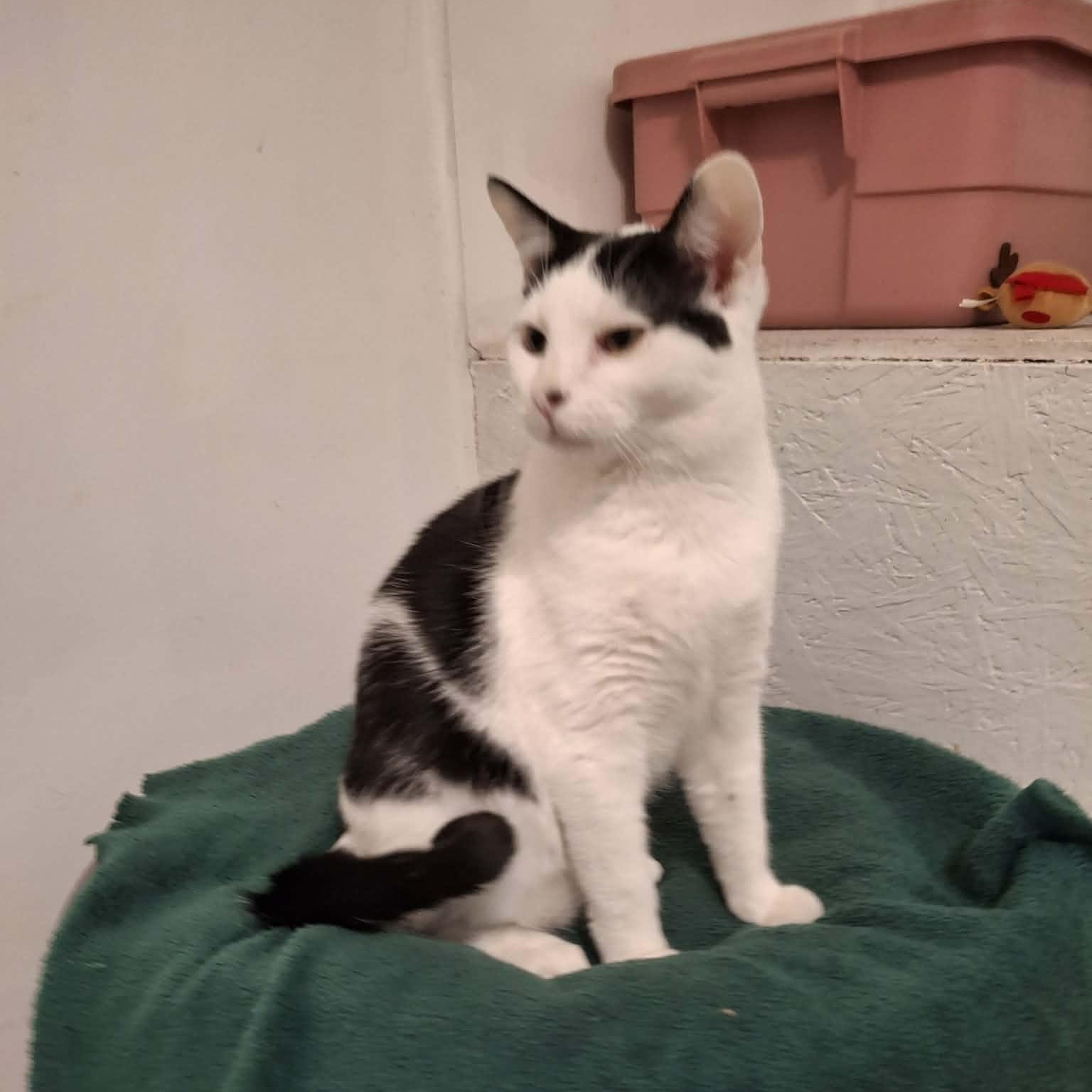 Enlarge Buzz, an adopted Domestic Short Hair in Vine Grove, KY image 2/6