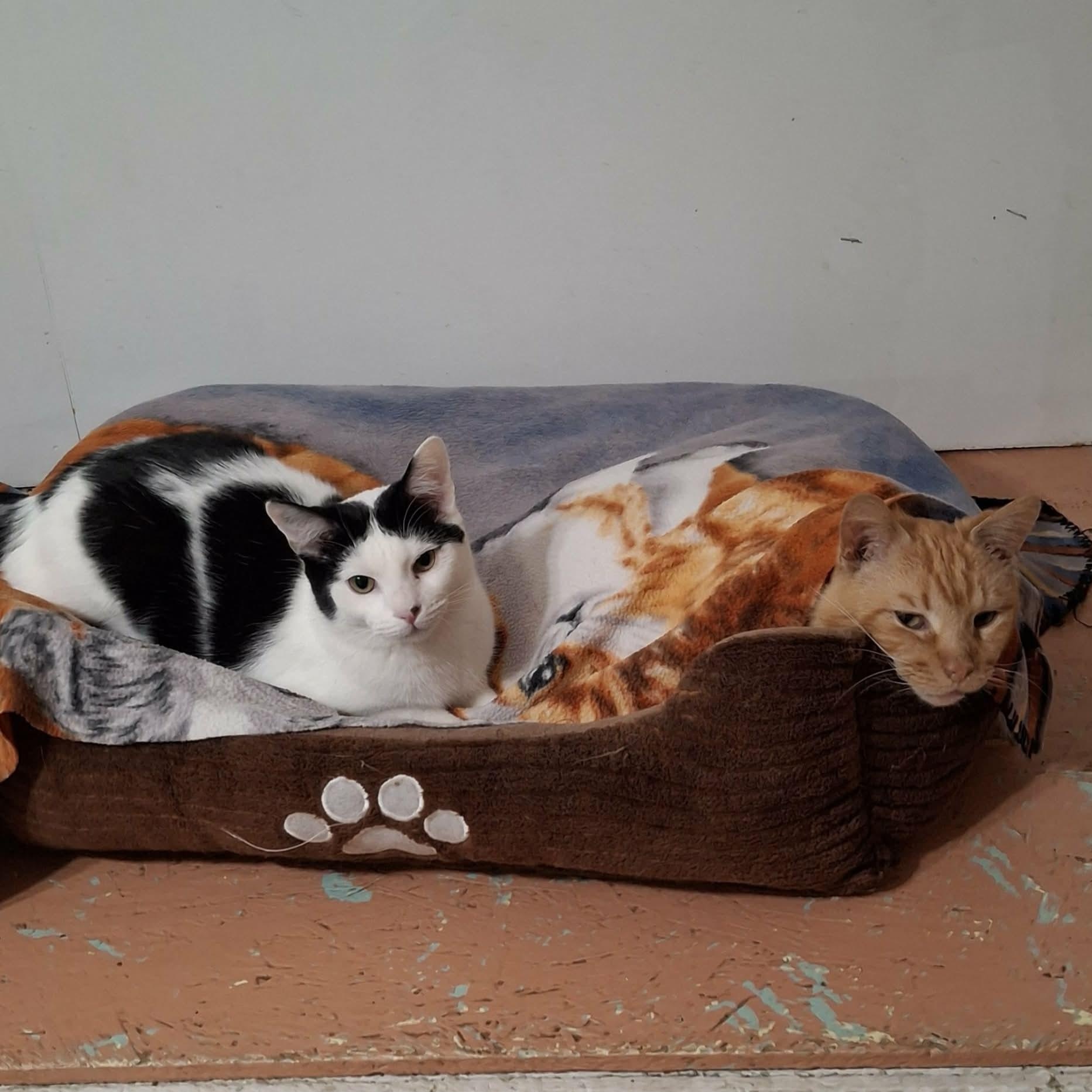 Enlarge Buzz, an adopted Domestic Short Hair in Vine Grove, KY image 6/6