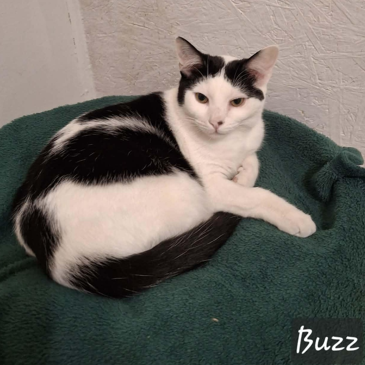 Enlarge Buzz, an adopted Domestic Short Hair in Vine Grove, KY image 3/6