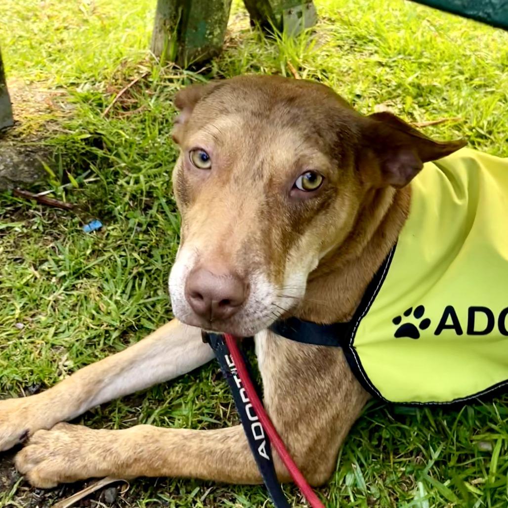 Loke, a Adoptable Mixed Breed in Volcano, HI image 1/4