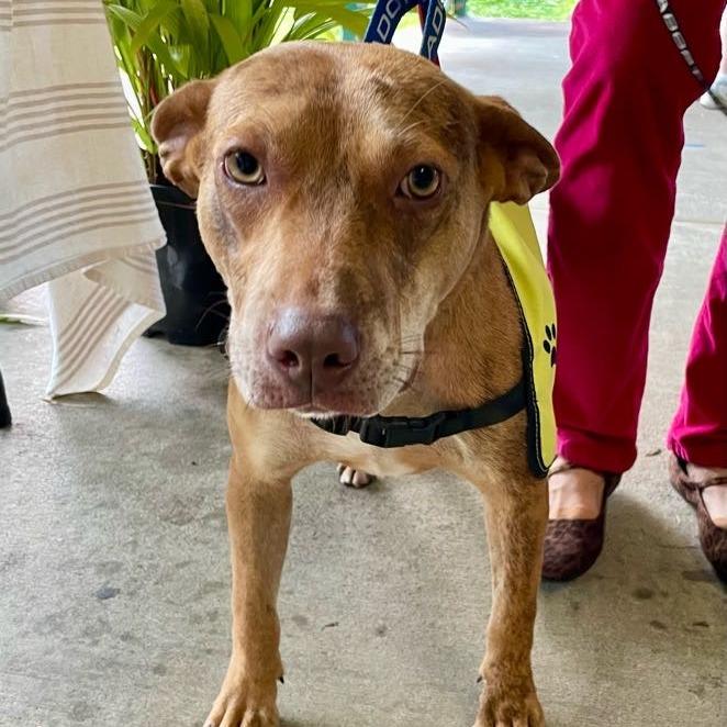 Loke, a Adoptable Mixed Breed in Volcano, HI image 2/4