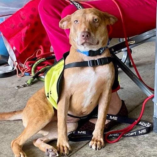 Loke, a Adoptable Mixed Breed in Volcano, HI image 3/4