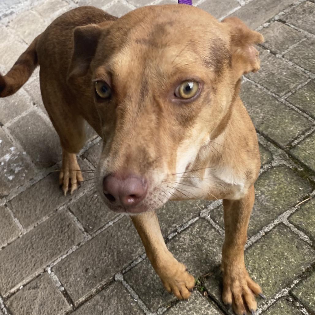 Loke, Adoptable, Young Female Mixed Breed.