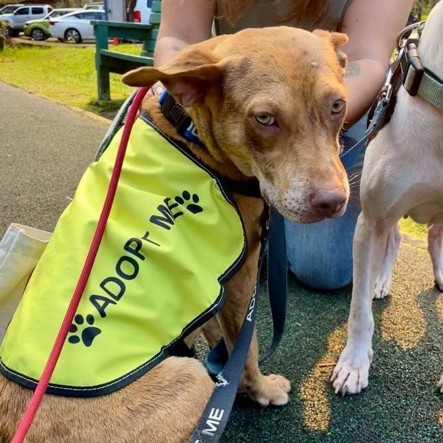 Loke, a Adoptable Mixed Breed in Volcano, HI image 4/4