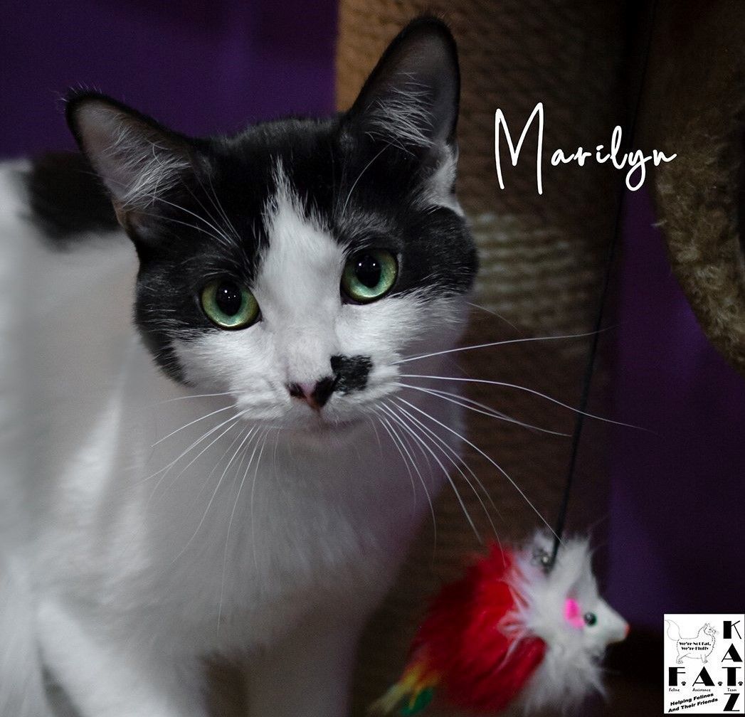 Marilyn, a Adoptable mixed breed in Albuquerque, NM image 4/8