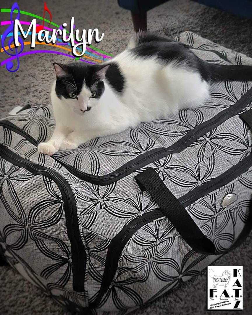 Marilyn, a Adoptable mixed breed in Albuquerque, NM image 5/8