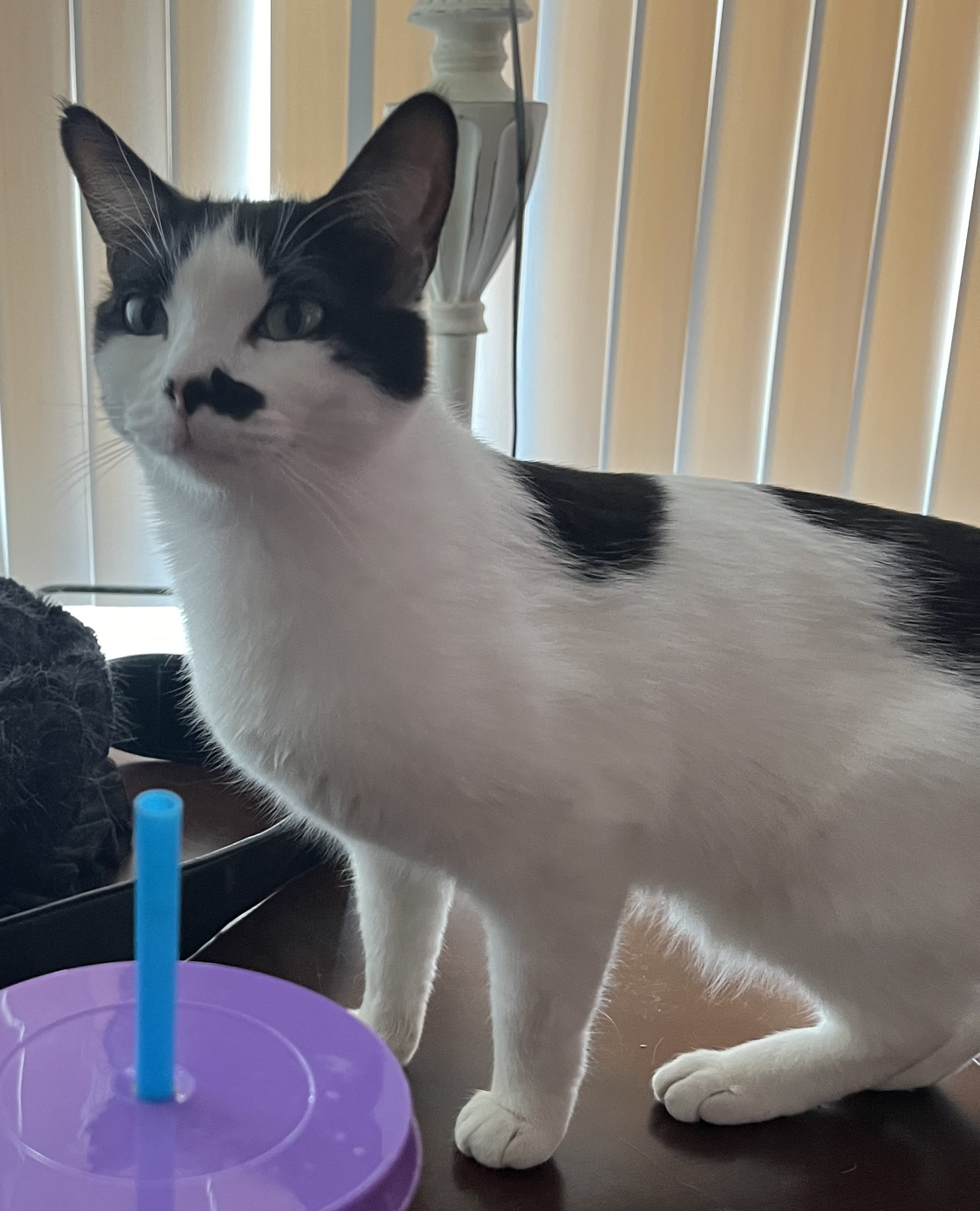 Enlarge Marilyn, a Adoptable mixed breed in Albuquerque, NM image 8/8