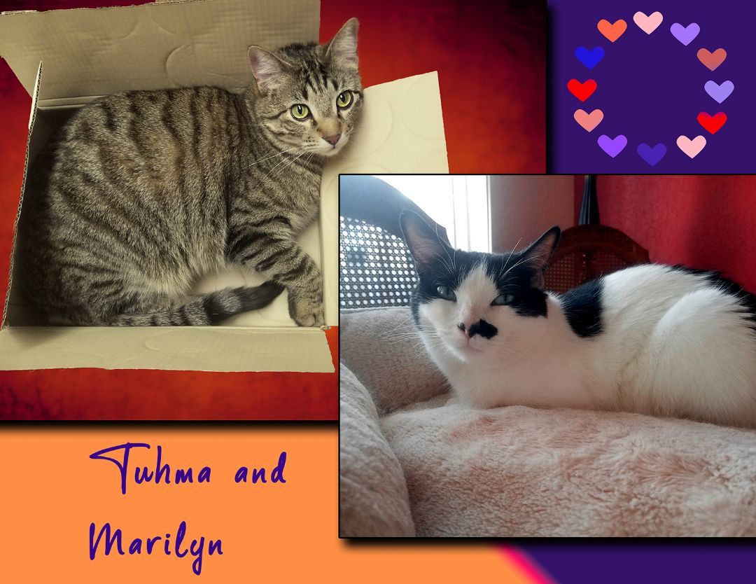 Marilyn, a Adoptable mixed breed in Albuquerque, NM image 6/8