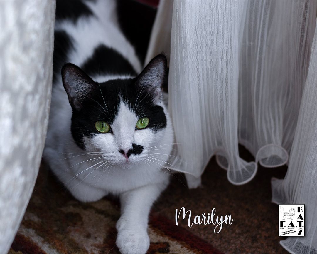 Marilyn, a Adoptable mixed breed in Albuquerque, NM image 1/8